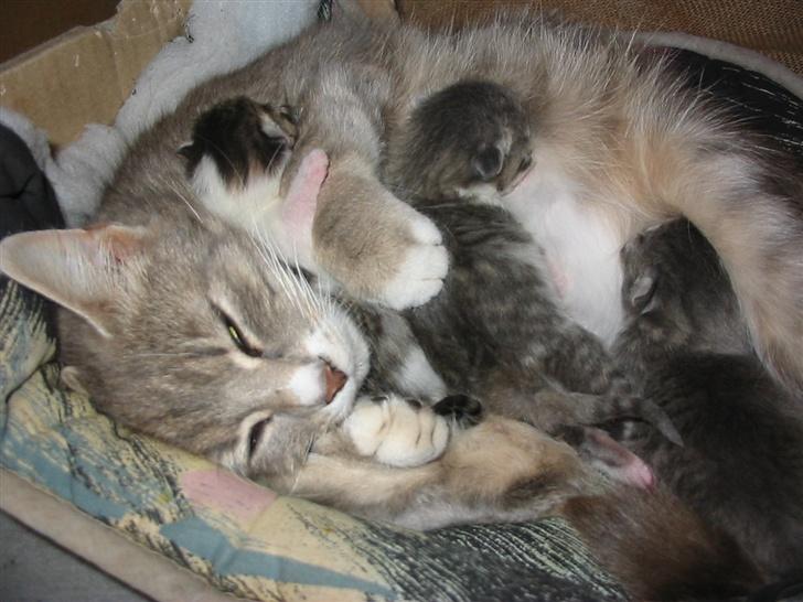 Huskat Fie billede 1