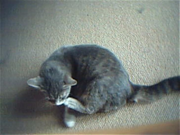 Huskat Fie billede 2