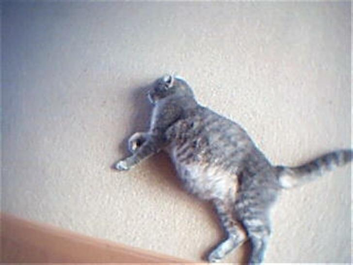 Huskat Fie billede 3