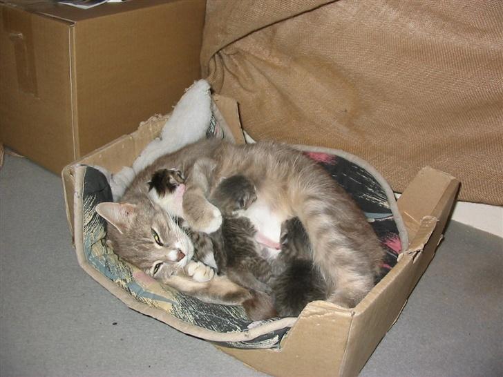 Huskat Fie billede 4