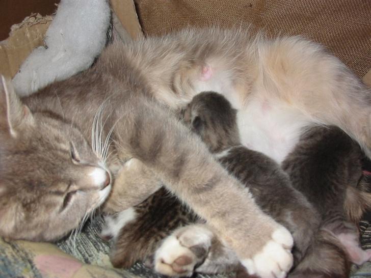 Huskat Fie billede 6