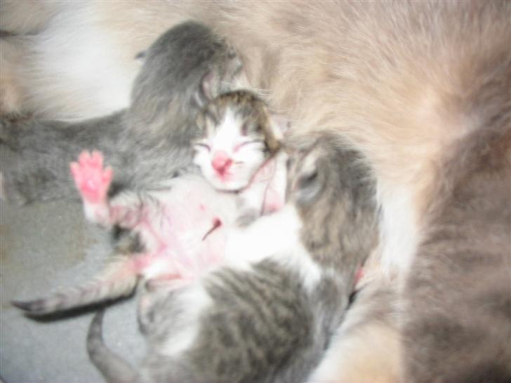 Huskat Fie billede 8