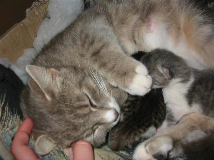 Huskat Fie billede 9