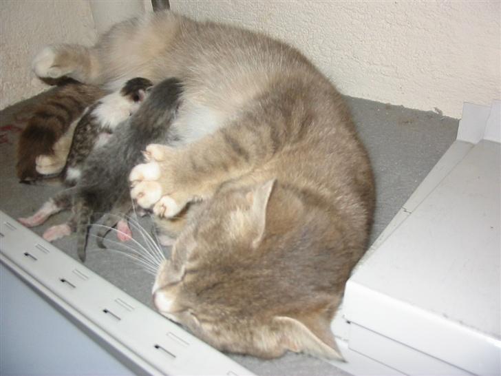 Huskat Fie billede 10