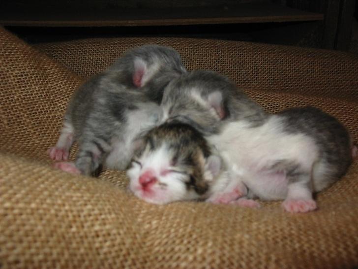 Huskat Fie billede 11