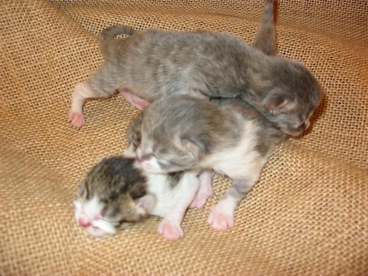 Huskat Fie billede 12