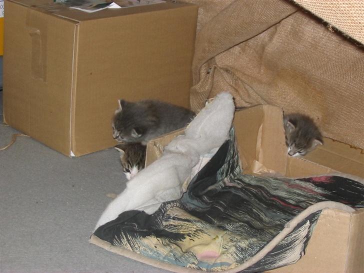 Huskat Fie billede 14