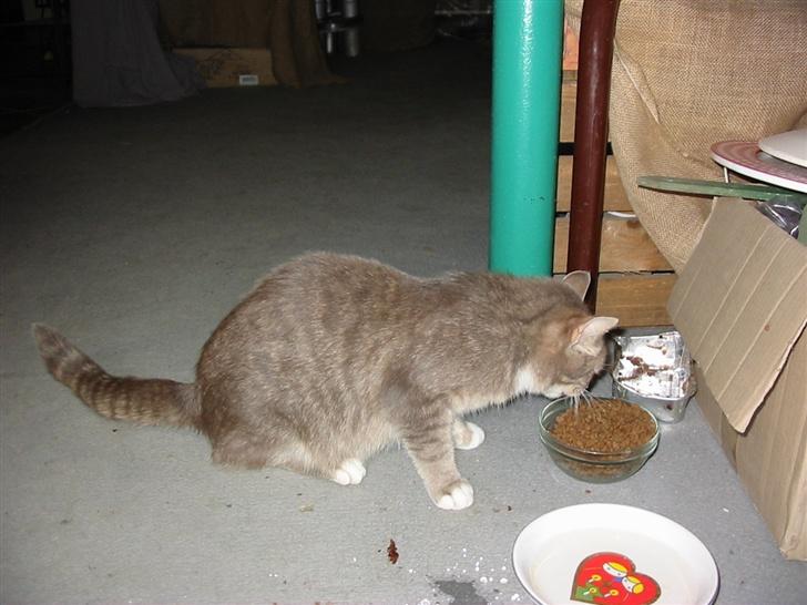 Huskat Fie billede 15