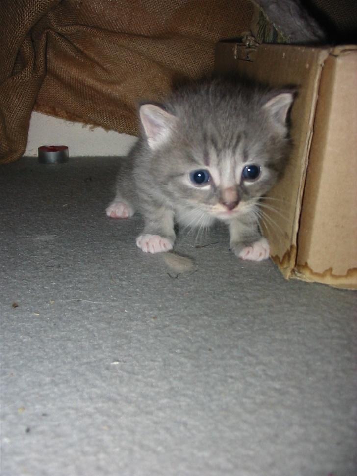 Huskat Fie billede 16