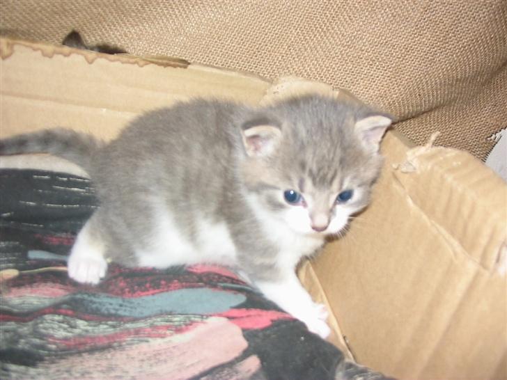 Huskat Fie billede 17