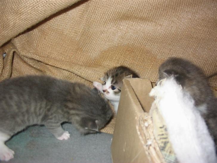 Huskat Fie billede 19