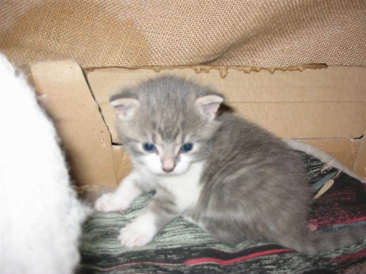 Huskat Fie billede 20