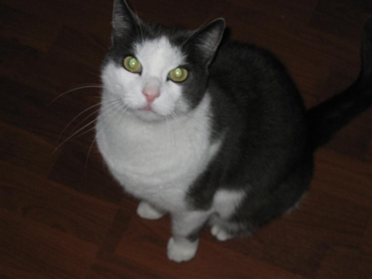 Huskat Silke - Her er så min dejlige kat silke <3 billede 1