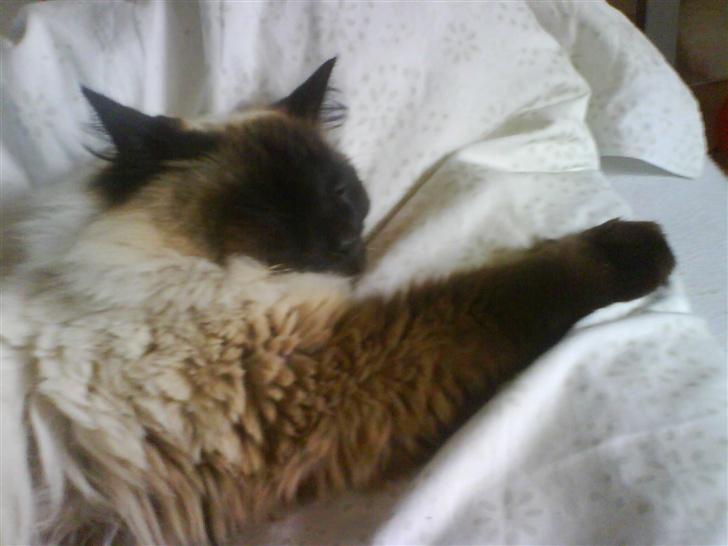 Ragdoll Mikkel - zzzz billede 17