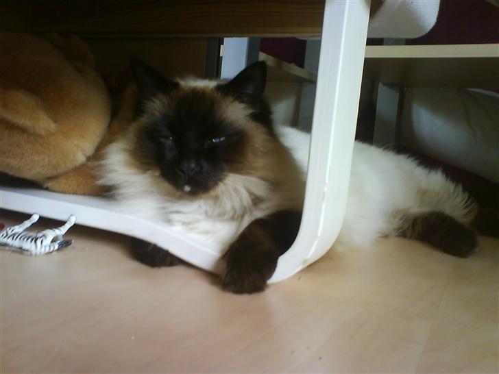 Ragdoll Mikkel - tutelut  billede 18