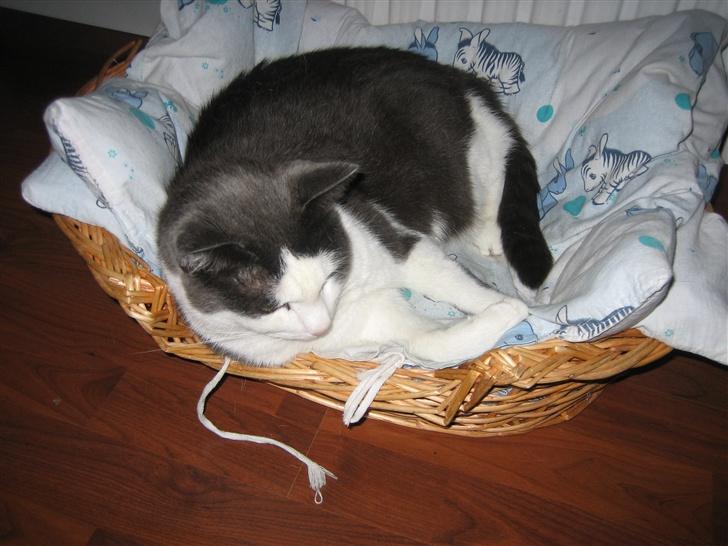 Huskat Silke - Her ligger hun og tar en lille lur billede 2