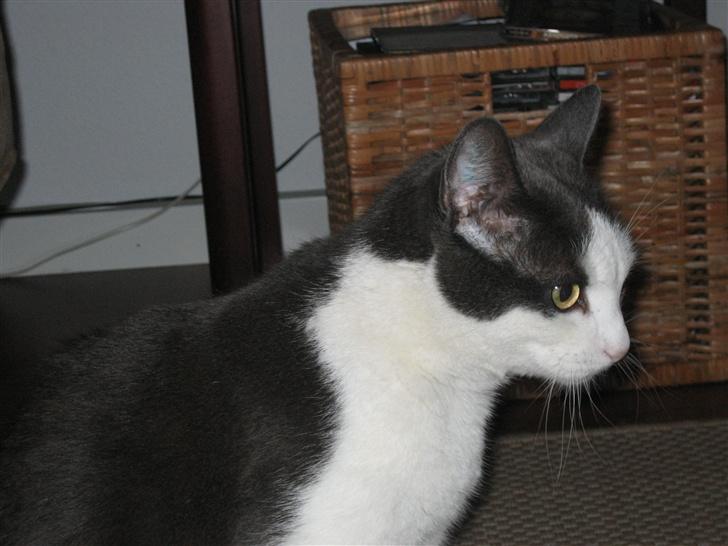 Huskat Silke - Hee her er hun så fra siden af billede 3