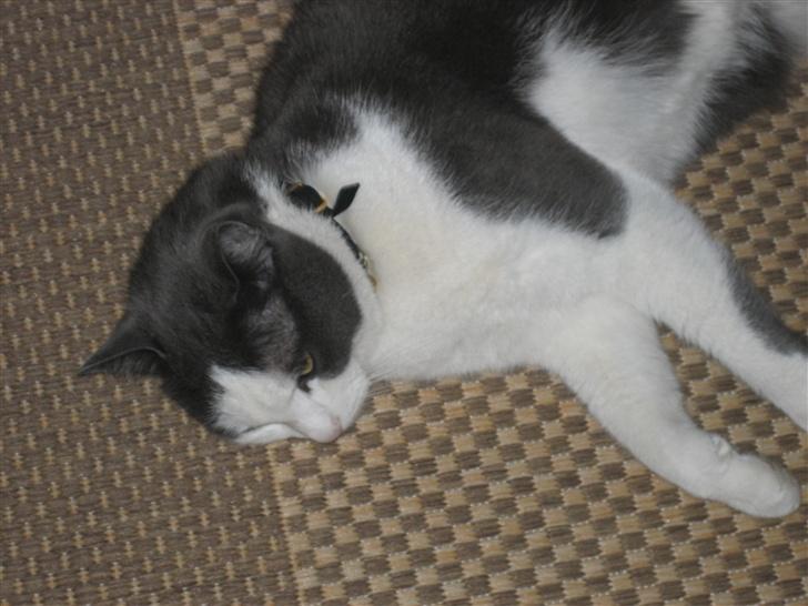 Huskat Silke - Her sover hun så igen hee. Sikke en sove tryne billede 4