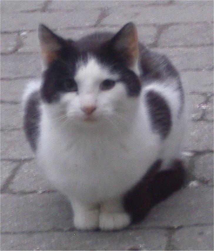 Huskat Pjevs billede 8