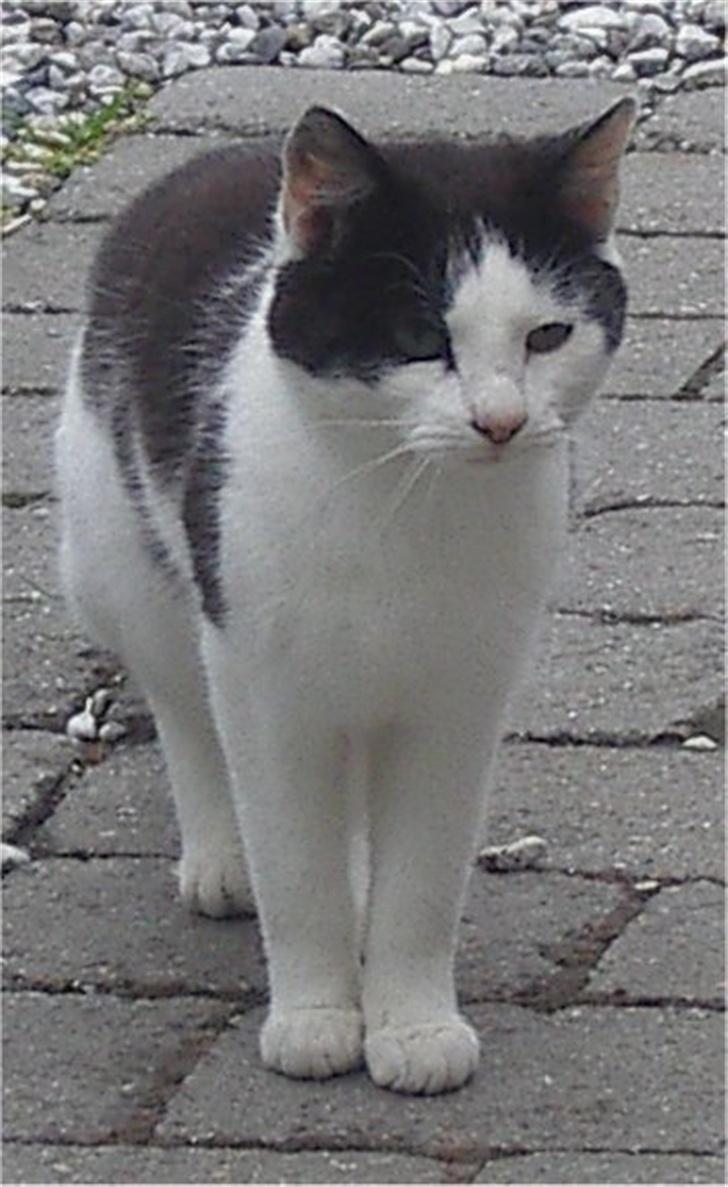 Huskat Pjevs billede 9