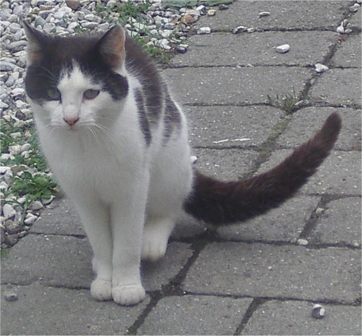 Huskat Pjevs billede 10