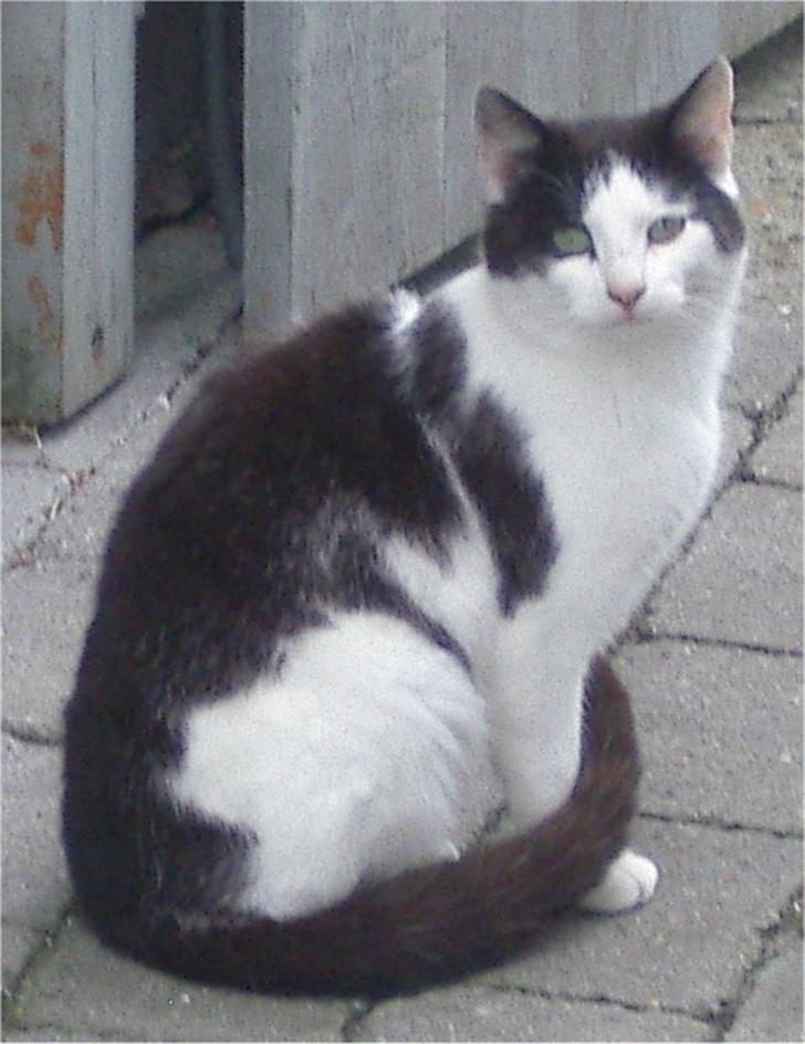 Huskat Pjevs billede 11