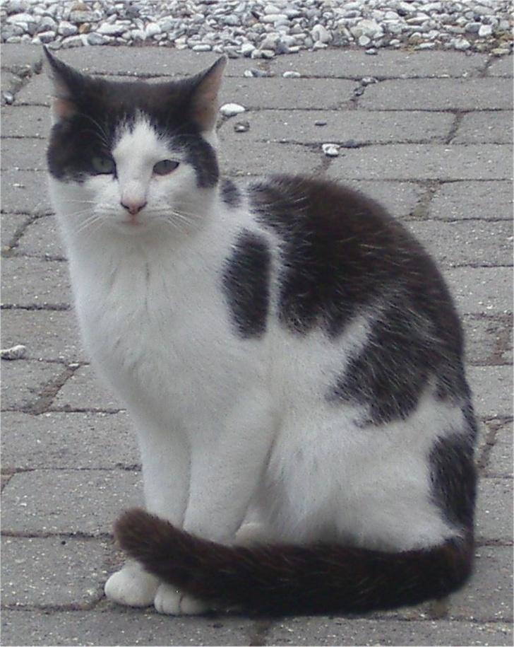 Huskat Pjevs billede 12