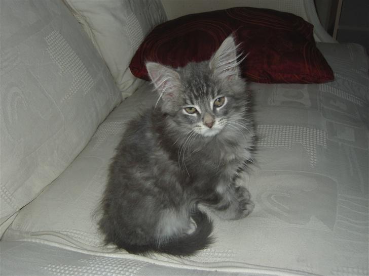 Maine Coon Kenzo billede 1