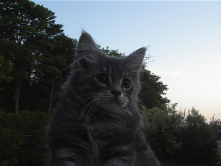 Maine Coon Kenzo billede 2