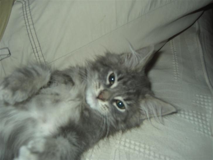 Maine Coon Kenzo billede 3