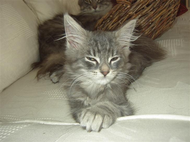Maine Coon Kenzo billede 4