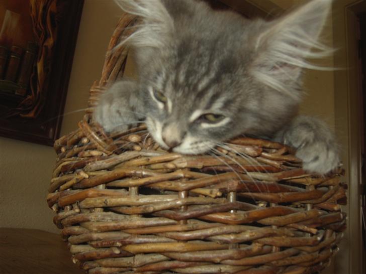 Maine Coon Kenzo billede 5