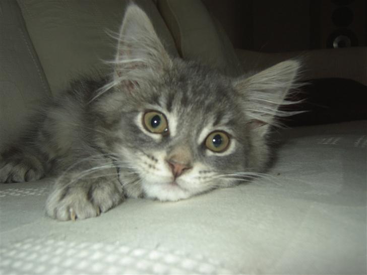 Maine Coon Kenzo billede 6