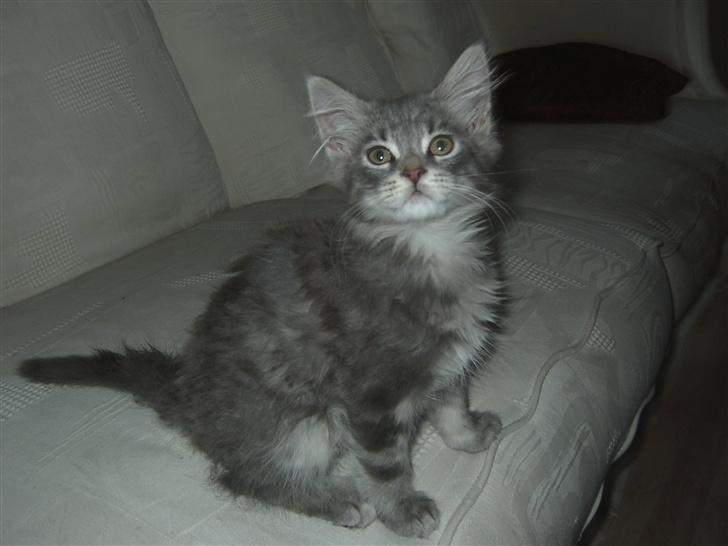 Maine Coon Kenzo billede 7