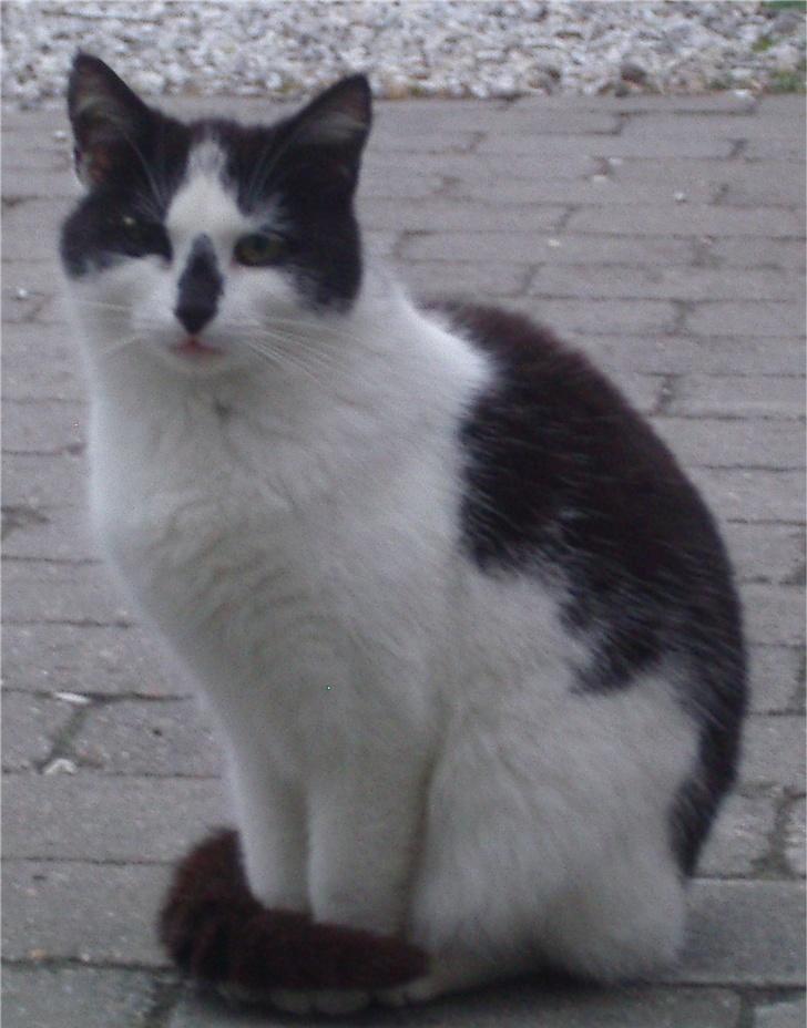 Huskat Hårbolle billede 13