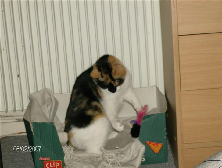 Huskat Snuffie - "Jeg fanger dig!!" billede 8