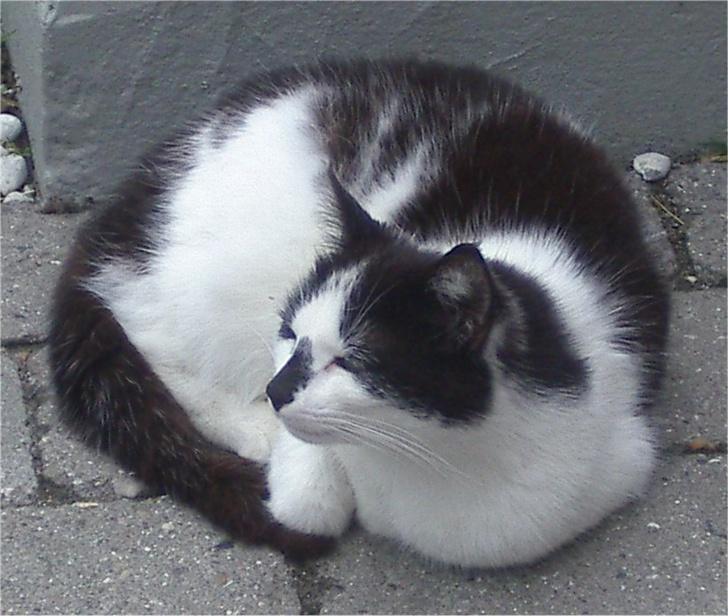 Huskat Hårbolle billede 14