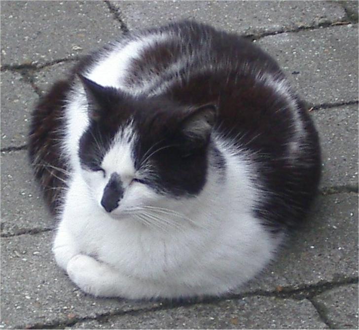 Huskat Hårbolle billede 15