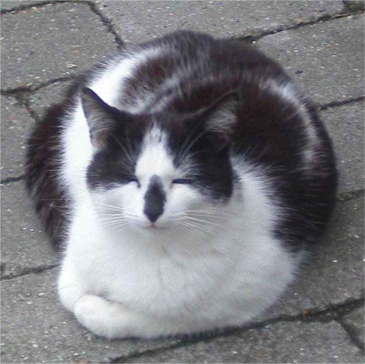 Huskat Hårbolle billede 16