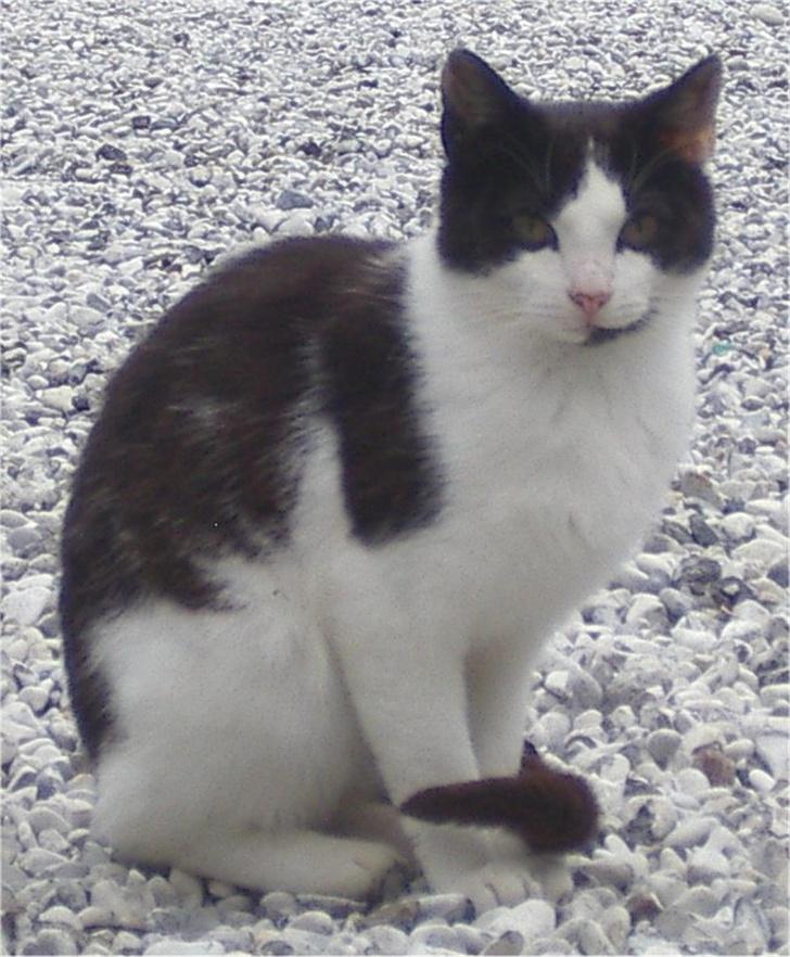 Huskat Plet billede 11