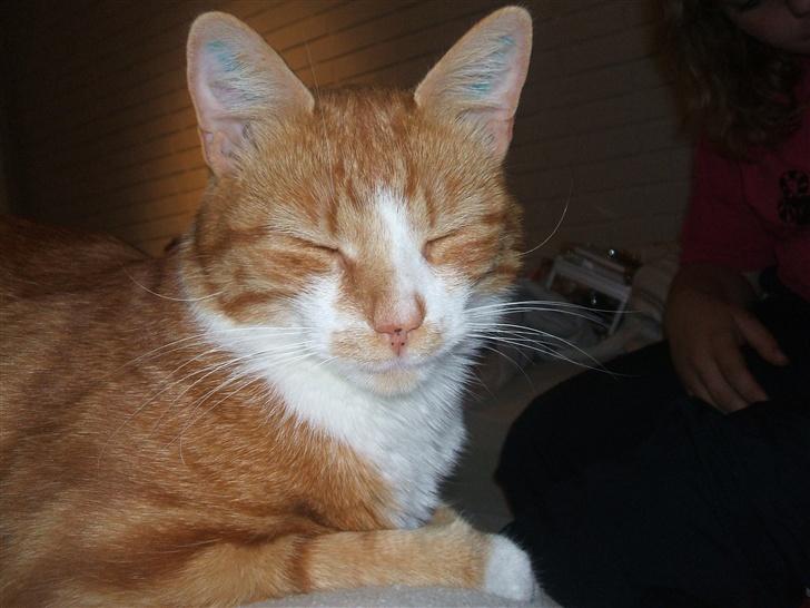 Huskat gismo   billede 2