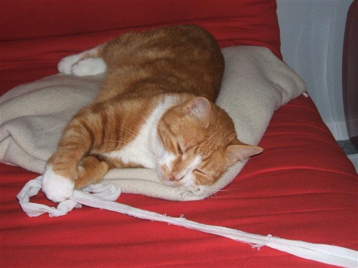 Huskat gismo   billede 3