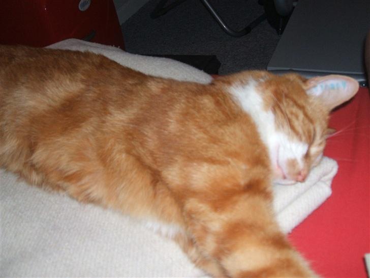 Huskat gismo   billede 4