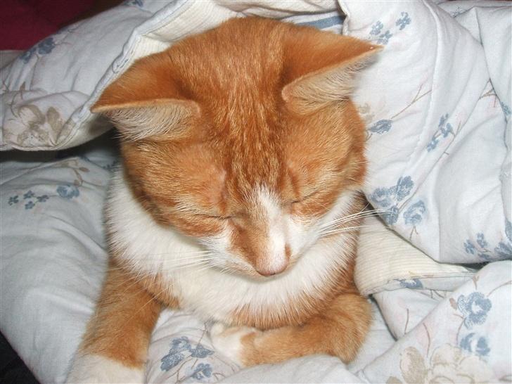 Huskat gismo   billede 5