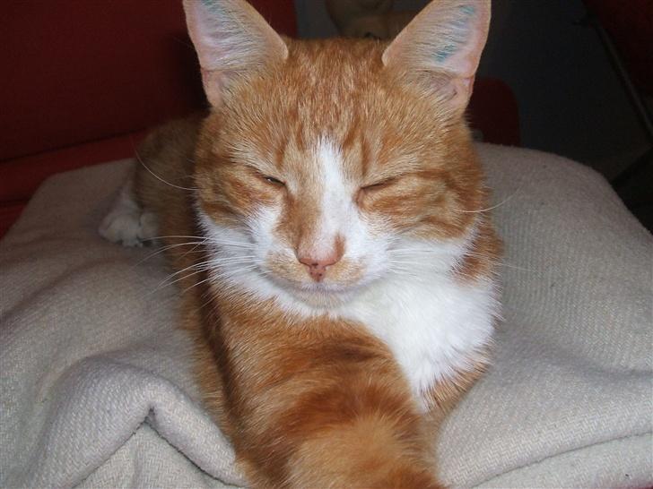 Huskat gismo   billede 6