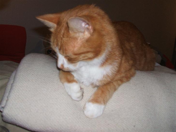 Huskat gismo   billede 7