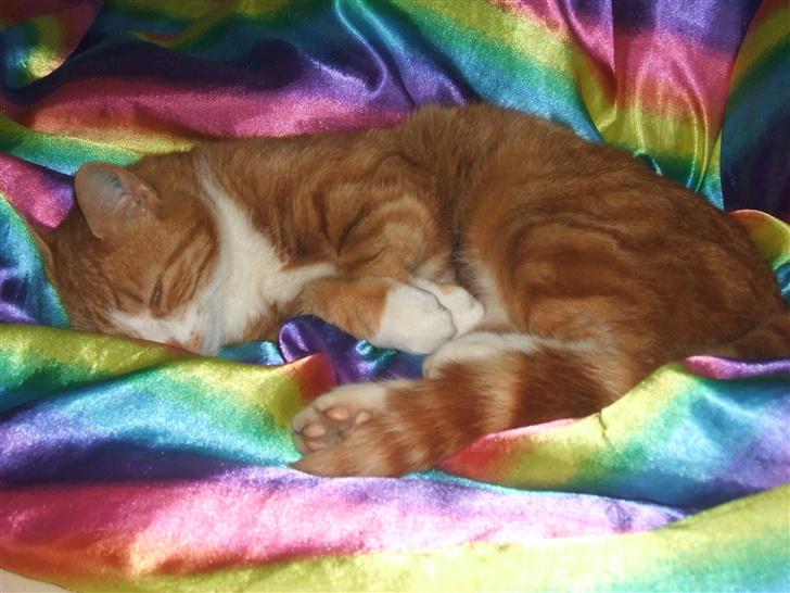 Huskat gismo   billede 8