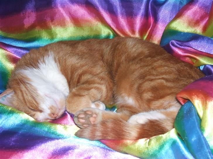 Huskat gismo   billede 9