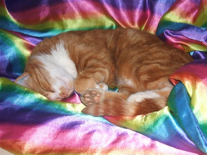 Huskat gismo   billede 10