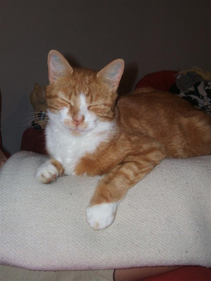 Huskat gismo   billede 11